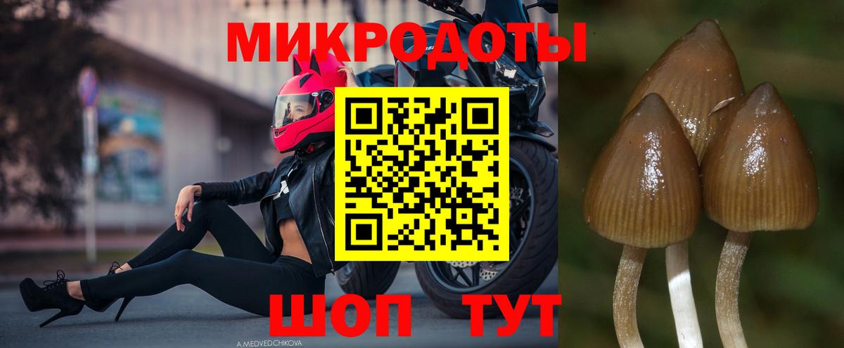 Псилоцибиновые грибы Psilocybine cubensis Губаха